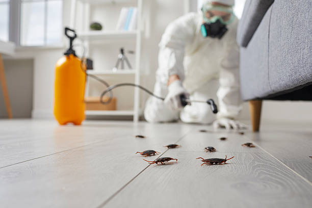 Affordable Cockroach Control solutions in Preston Heights, IL